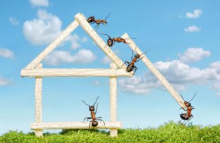 Carpenter Ants Infestation: How to Protect Your Home in Ottawa